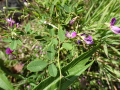 Lespedeza frutescens