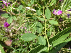 Lespedeza frutescens