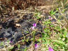 Lespedeza frutescens