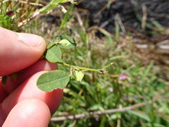 Lespedeza frutescens