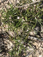 Laxmannia orientalis