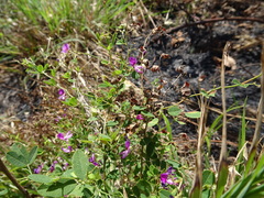 Lespedeza frutescens