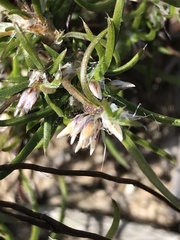 Laxmannia orientalis