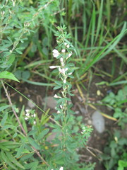 Lespedeza juncea