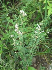 Lespedeza juncea