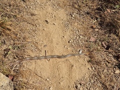 Philodryas nattereri