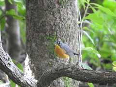 Basileuterus lachrymosus