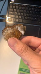 Elymnias hypermnestra