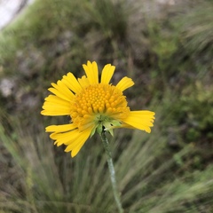 Balduina uniflora