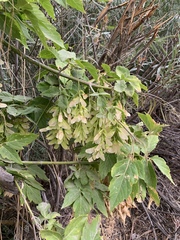 Acer negundo