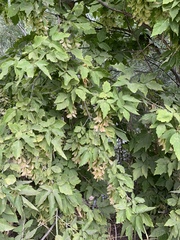 Acer negundo