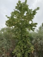Acer negundo
