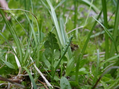 Botrychium simplex compositum