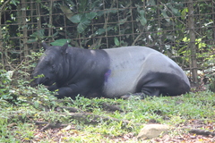 Tapirus indicus