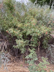 Rosa woodsii