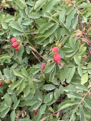 Rosa woodsii