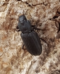 Bothrideridae