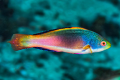 Scott's Wrasse photo 3