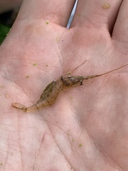 Palaemon kadiakensis