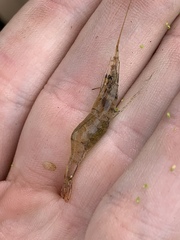 Palaemon kadiakensis