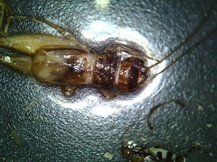 Gryllidea