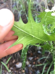 Cnidoscolus angustidens