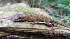 Anolis umbrivagus