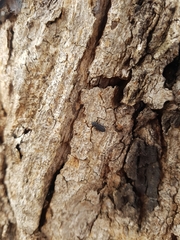 Bothrideridae