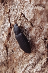 Bothrideridae