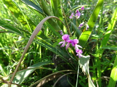 Lespedeza frutescens