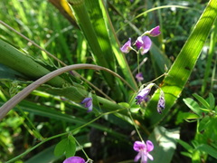 Lespedeza frutescens