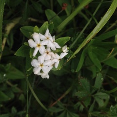 Lithospermum distichum
