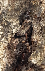 Papyrius