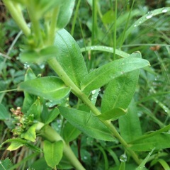 Lithospermum distichum