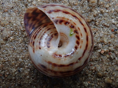 Solaropsis fairchildi