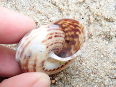 Solaropsis fairchildi