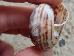 Solaropsis fairchildi