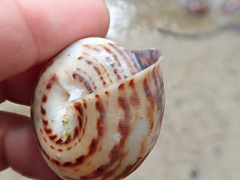 Solaropsis fairchildi