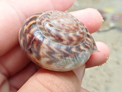 Solaropsis fairchildi