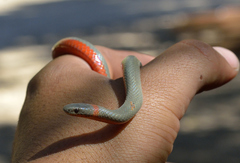 Diadophis punctatus vandenburgii