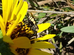 Triepeolus concavus