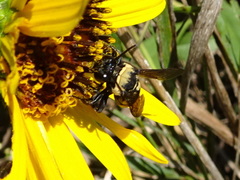 Triepeolus concavus