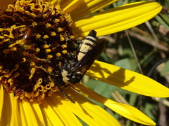 Triepeolus concavus