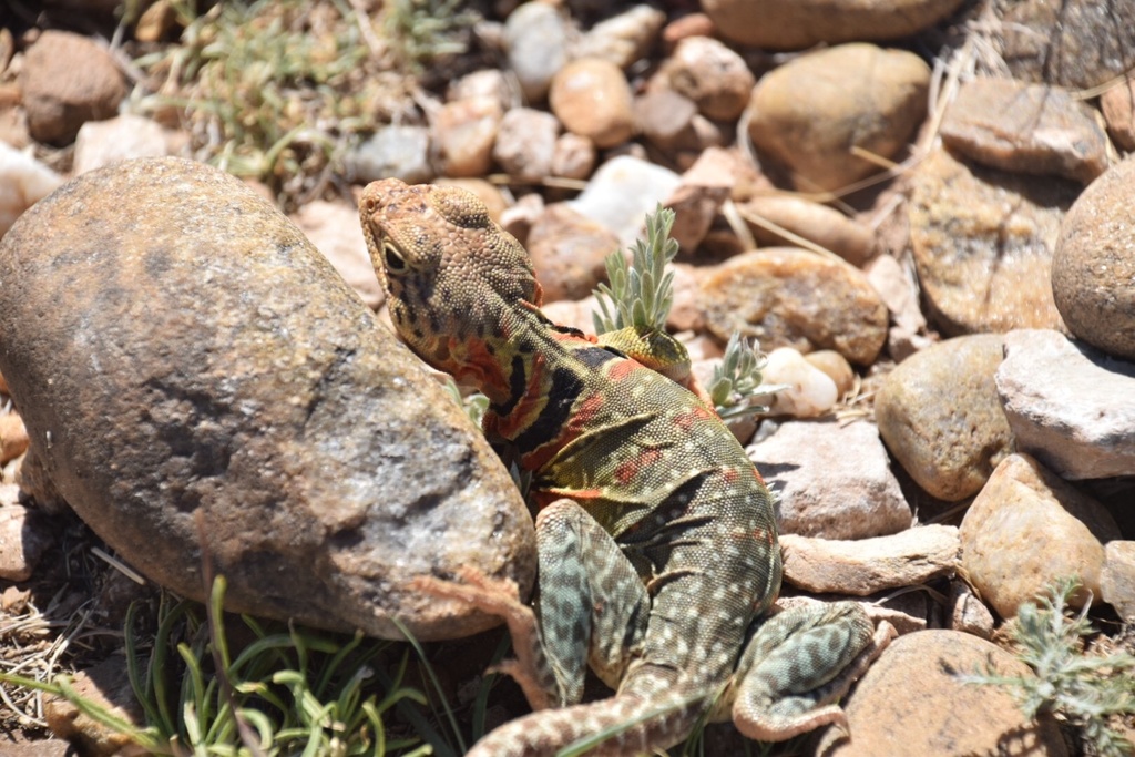 Eastern Collared Lizard from Alibates Flint Quarries National Monument ...