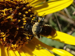 Triepeolus concavus