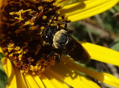 Triepeolus concavus