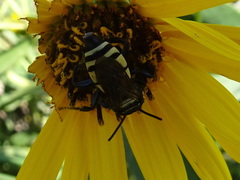 Triepeolus concavus
