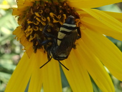 Triepeolus concavus