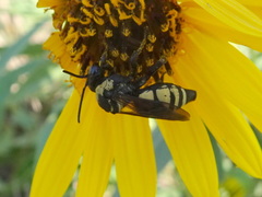 Triepeolus concavus