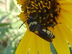 Triepeolus concavus